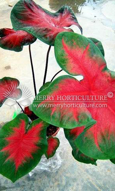 Caladium freida hempel